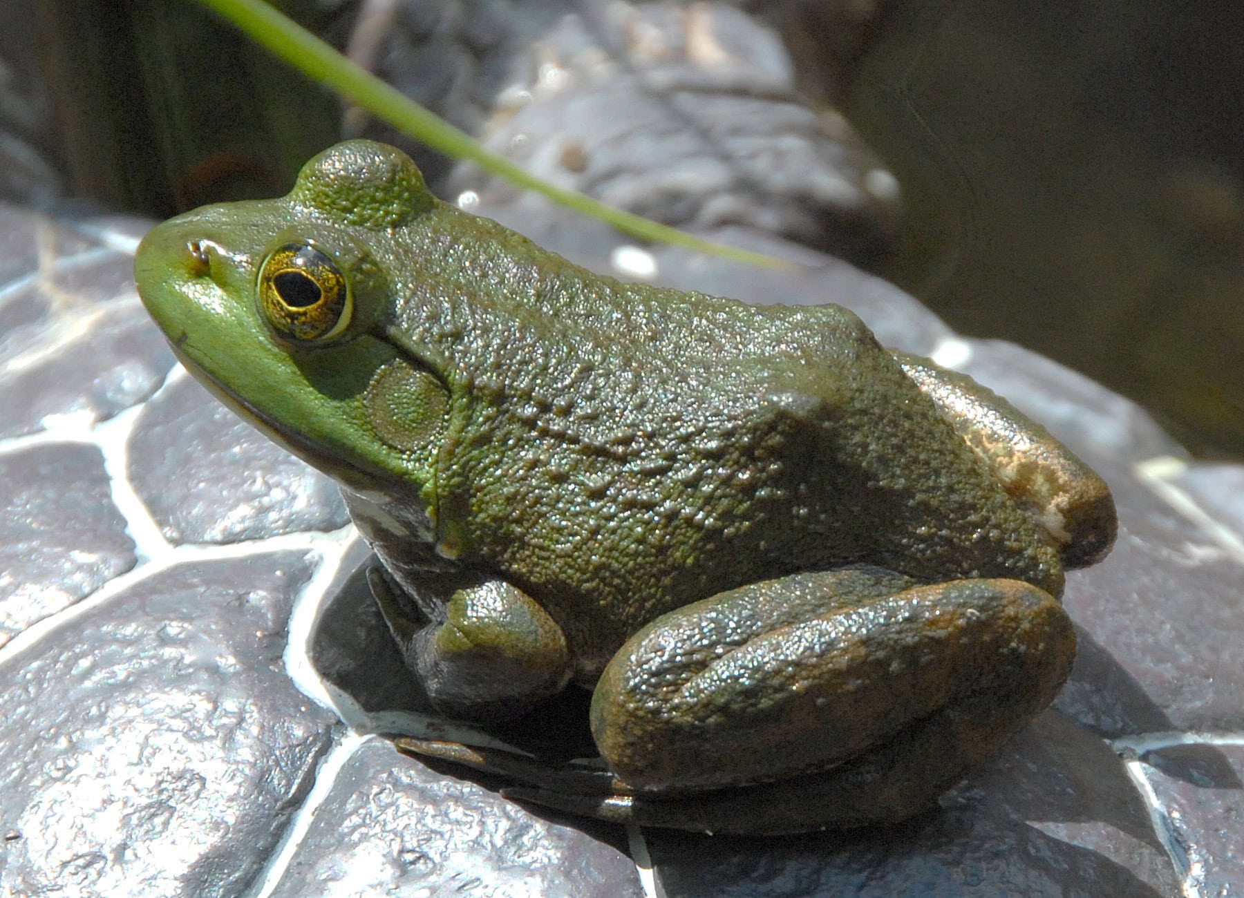 The Japanese Bullfrog