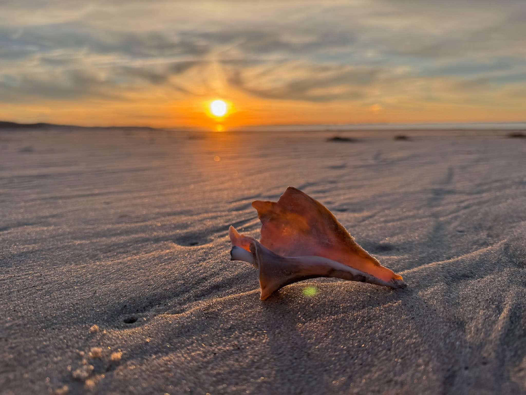 A pink conch seashell on a sandy beach, with a sliver of water in the distance. The sun is visible through clouds.