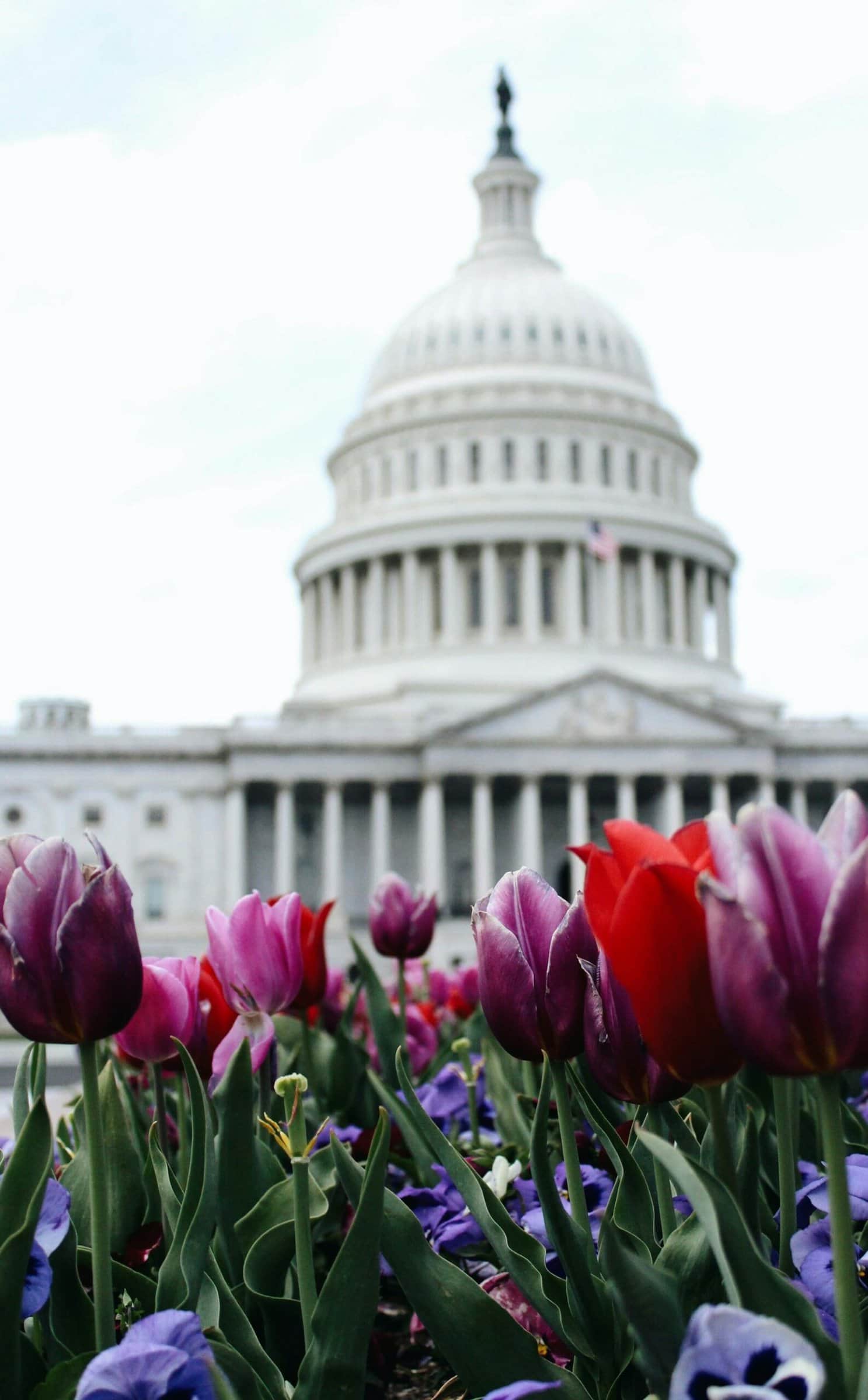 Tulips with US Capitol dome in the background
