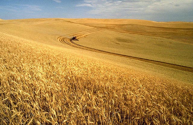 A wheat field in Idaho.